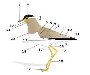 http://upload.wikimedia.org/wikipedia/commons/thumb/1/1d/Birdmorphology.svg/300px-Birdmorphology.svg.png