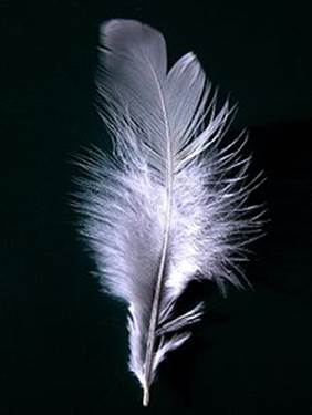 http://upload.wikimedia.org/wikipedia/commons/thumb/4/48/A_single_white_feather_closeup.jpg/220px-A_single_white_feather_closeup.jpg